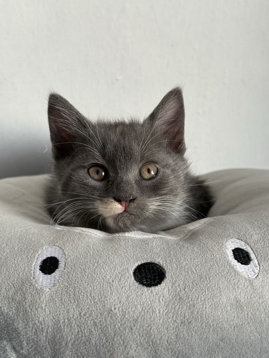 Кошенята (дівчинка і хлопчик)