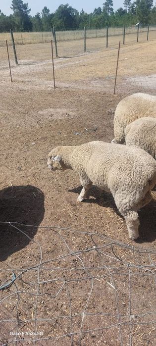 Vendo borrego îl de france