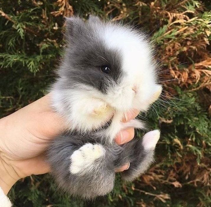 Декоративні кролики