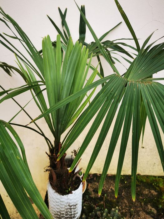 Palmeira em vaso