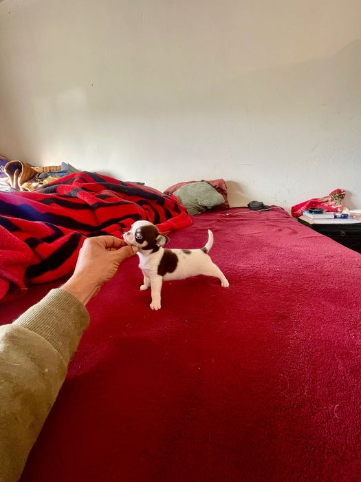 Chihuahua macho pelo curto Um exemplar