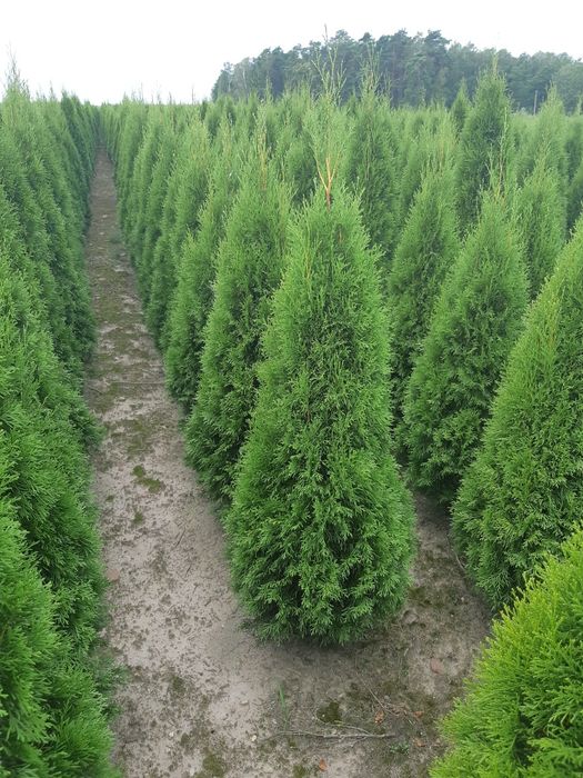 Tuja Thuja Tuje Szmaragd 150cm