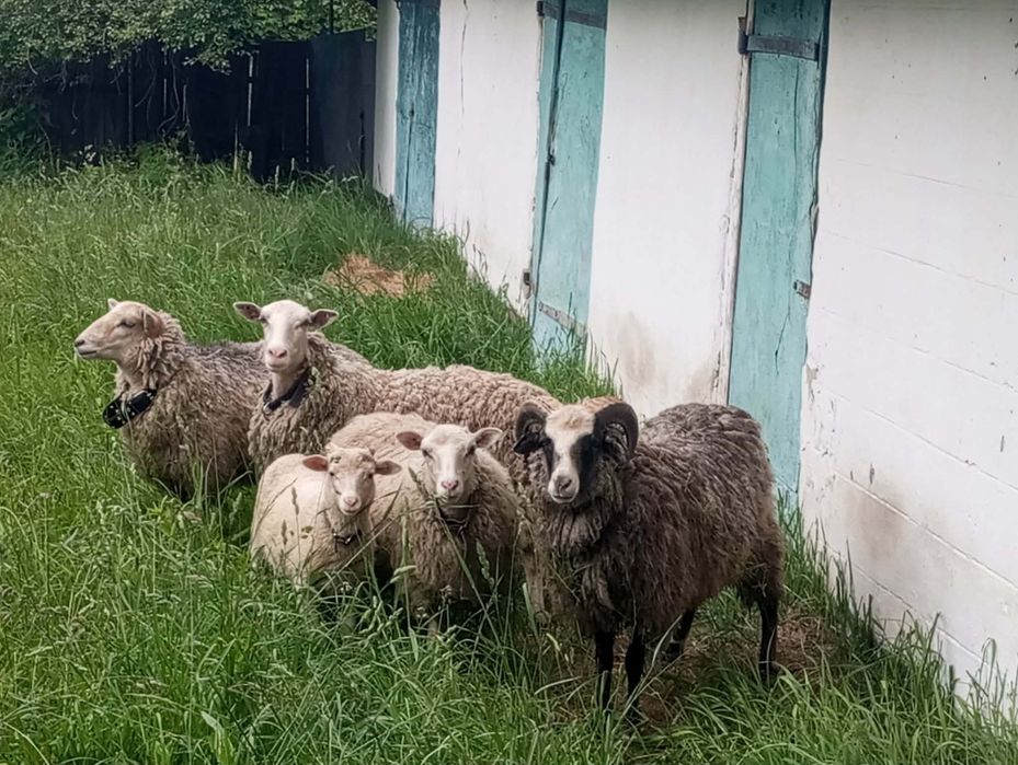 Продам овець терміново
