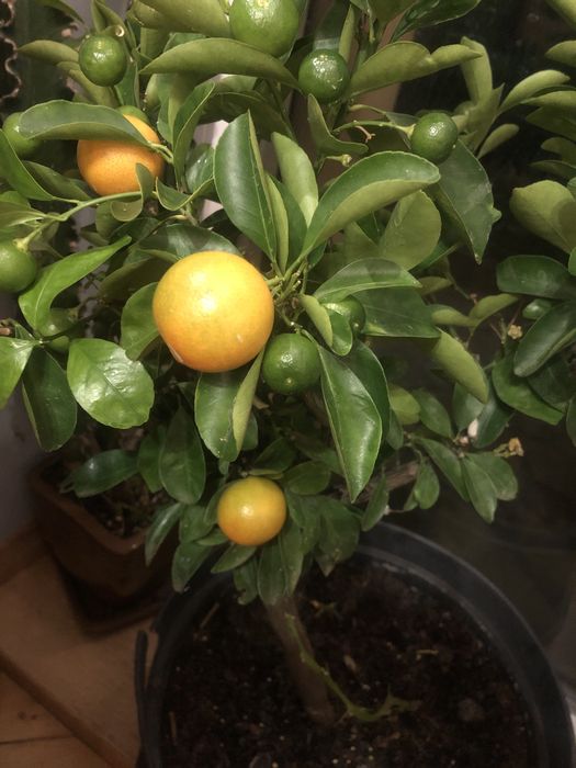 Sadzinka mini mandarynki