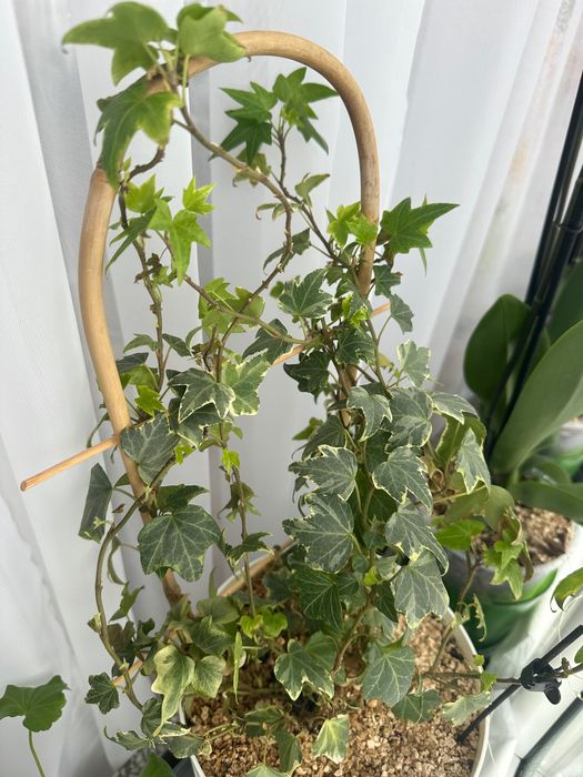 ozdobny bluszcz ostrolistny