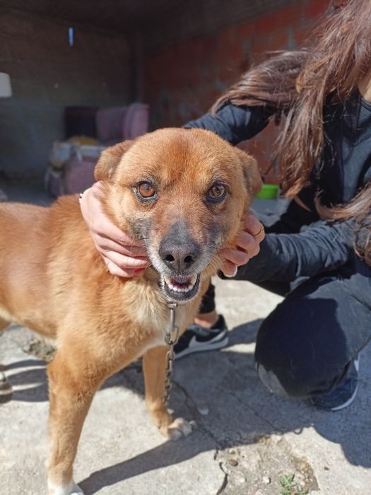 Cão meigo para adoção