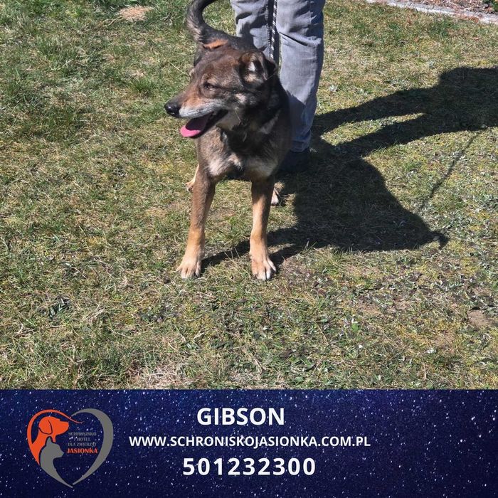 Gibson-Schronisko Jasionka