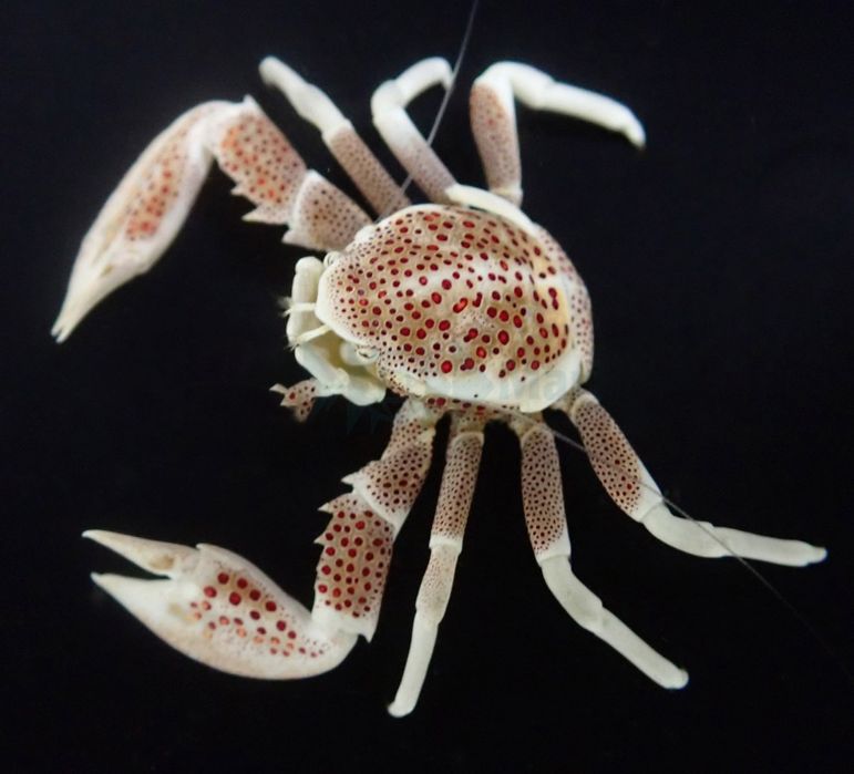 Neopetrolisthes ohshimai - Krab porcelanowy - Porcelain Crab