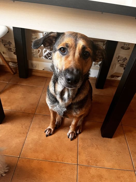 Oddam pieska 5 lat , Luna