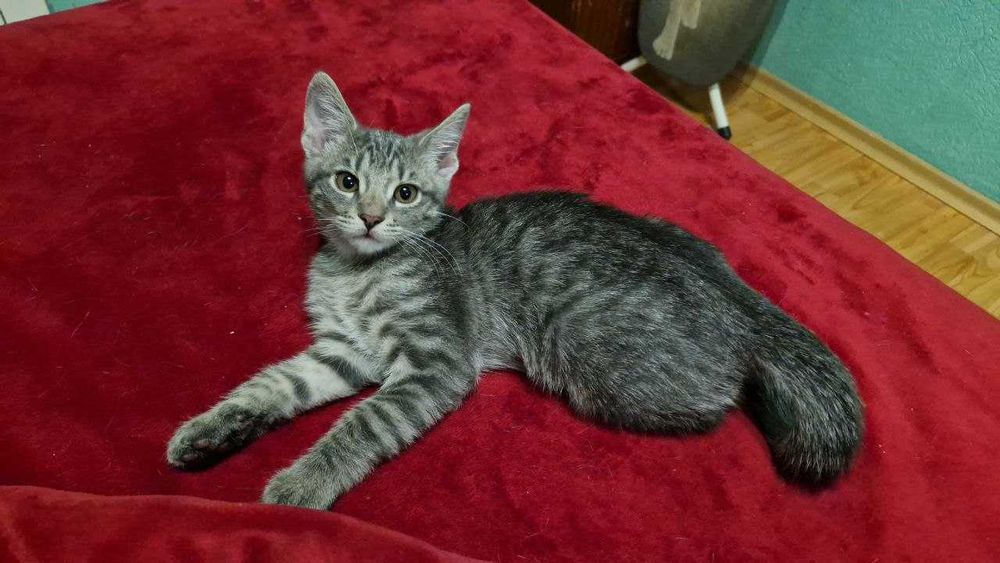 Котик (даром) 3 місяці