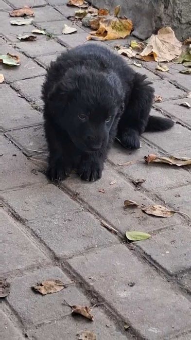 Змішана чорна вівчарка