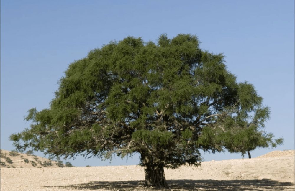 Árvore rara Argão Marrocos