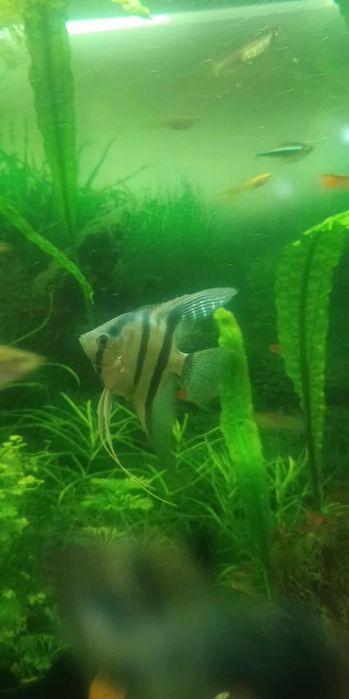 Skalary 2x platynowy 2x Philipine blue