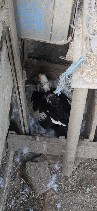 Patos mudos 1 ano