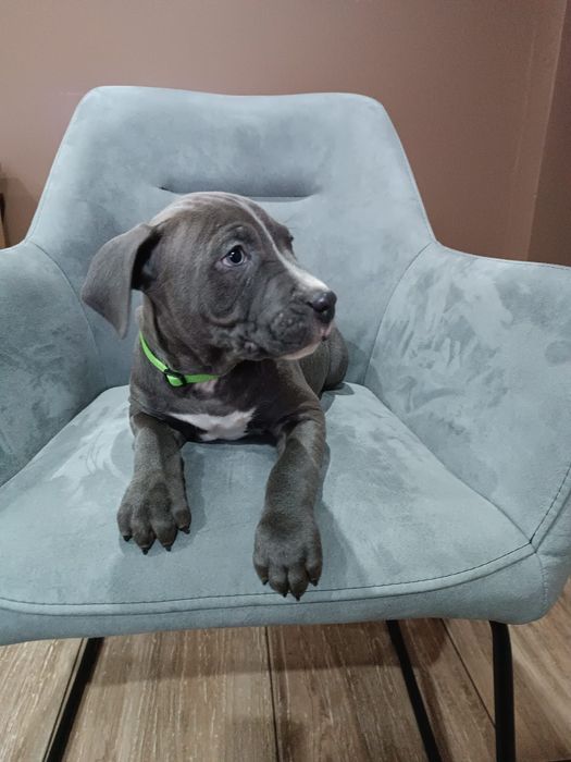 Pies American Staffordshire Terrier