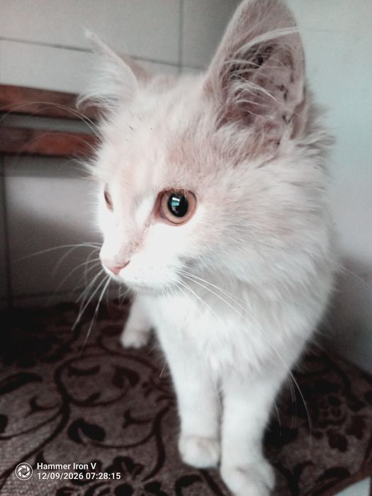 Кошеня Котик віддам