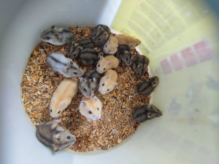 хомяки джунгарики