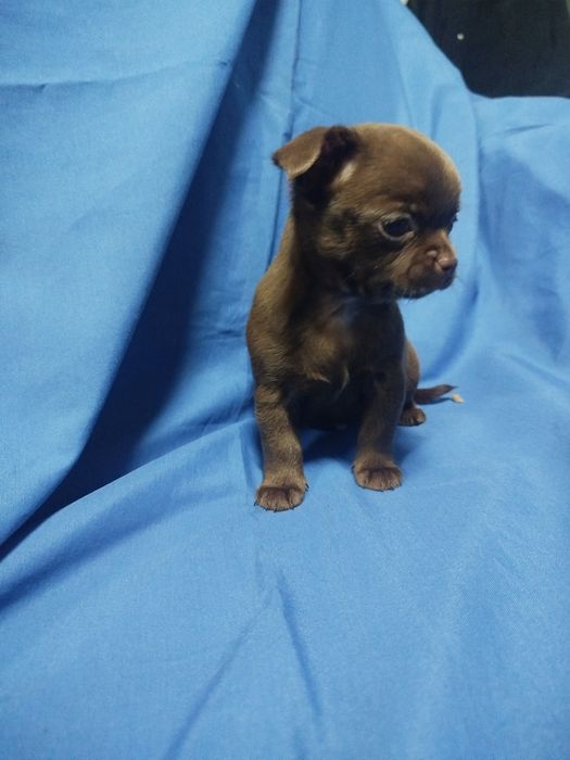 Chihuahua de pelo curto