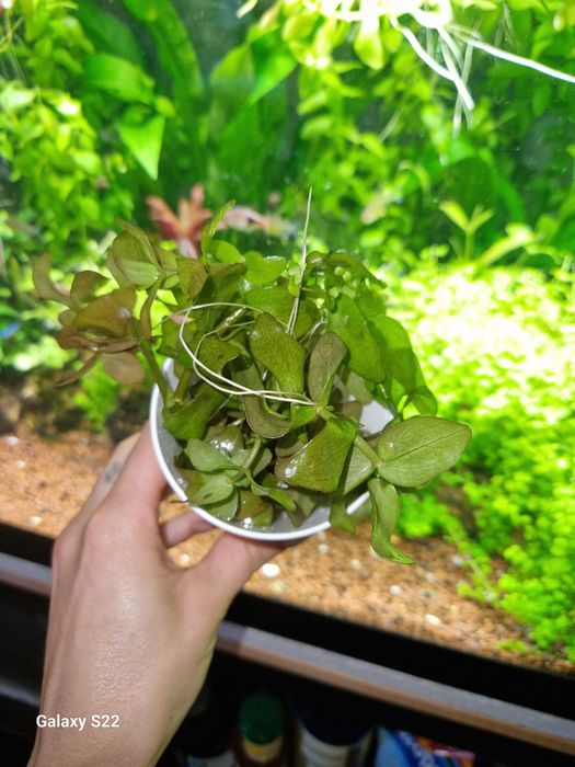 Vendo plantas de muda