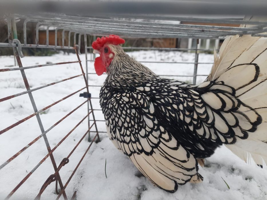 Kogut Sebrytka 2 letni