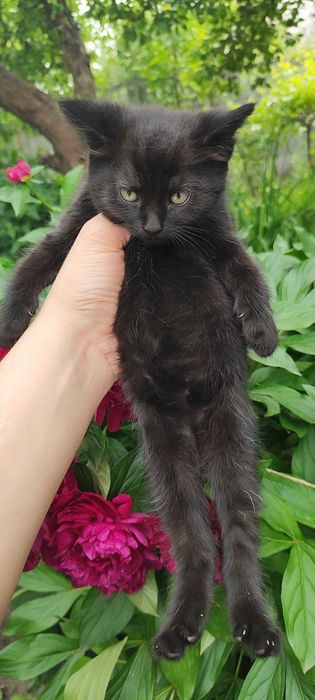 Кошенята в добрі руки