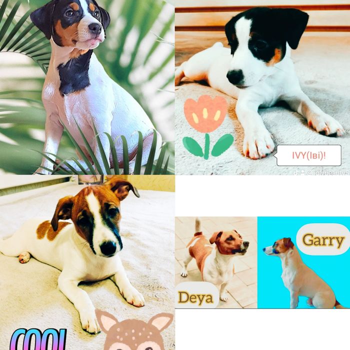 Jack Russell terrier in Ukraine!