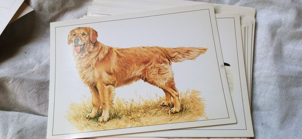 Golden retriver na pocztówce i inne