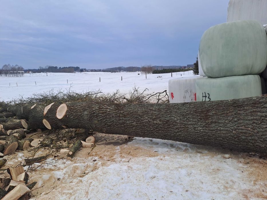 Sprzedam 2 dęby na materiał