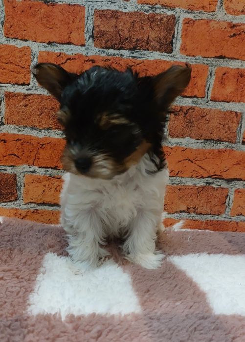 York biewer chłopak