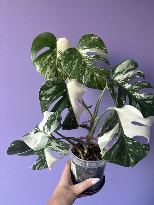Monstera variegata