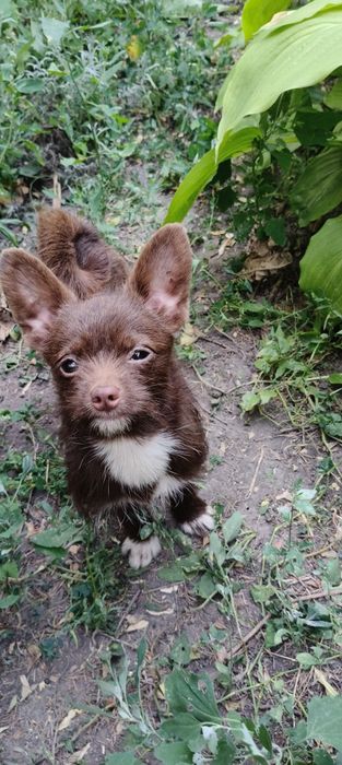 Маленький подрощенный мальчик