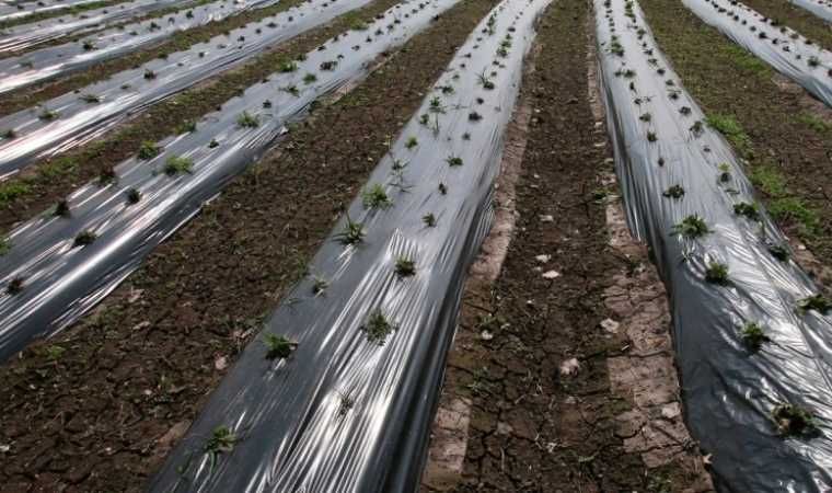 Пленка мульчирующая черная, от сорняков (первичка), 500м, 1000м