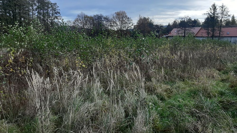 Wycinka samosiejek I koszenie trawy
