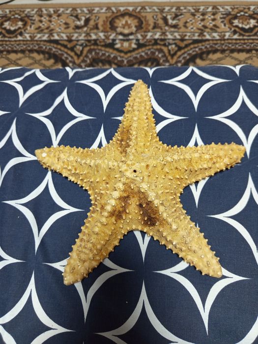 Искусственная морская звезда.