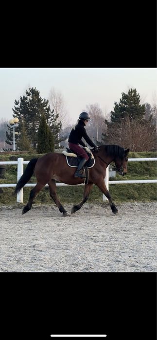 Wałach gniady spokojny 10lat