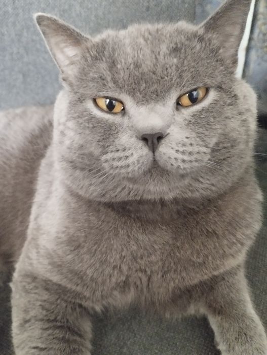 В'язка кіт британський короткошерстий прямовухий