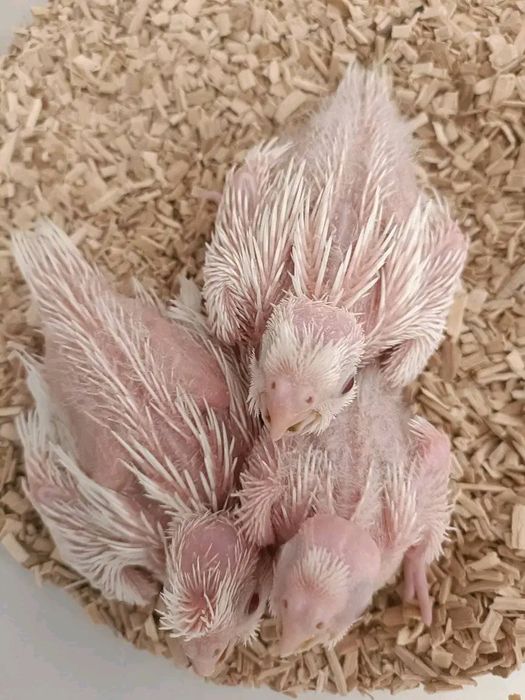 Caturras albinas bebes para criar a mão .
