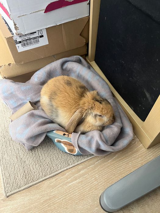 coelho mini loop anao macho