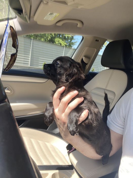 Чіхуа гарна дівчинка