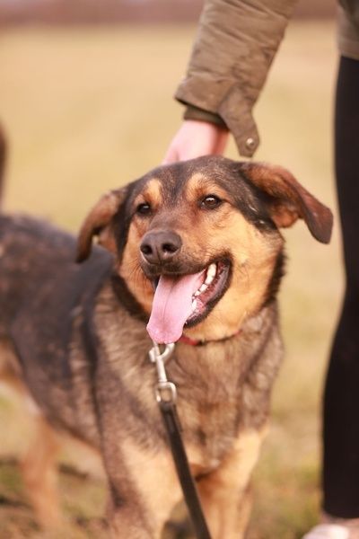 Młody,  energiczny psiak szuka nowego domku
