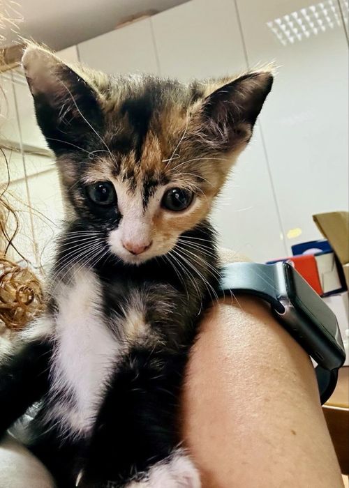 Gata bebé para adoção responsável