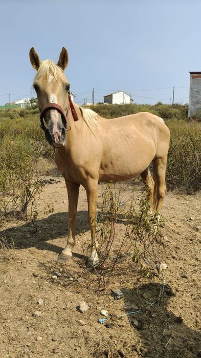 Egua palomina 6 anos