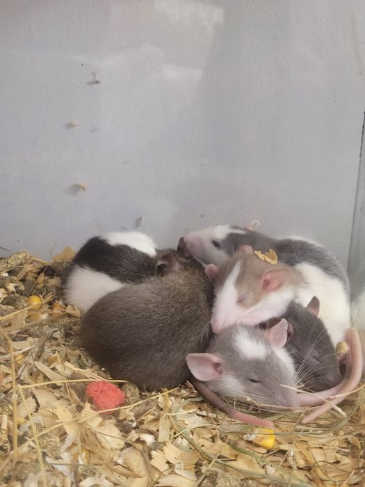 Szczurki Dumbo młode samice 5 tygodni oswojone