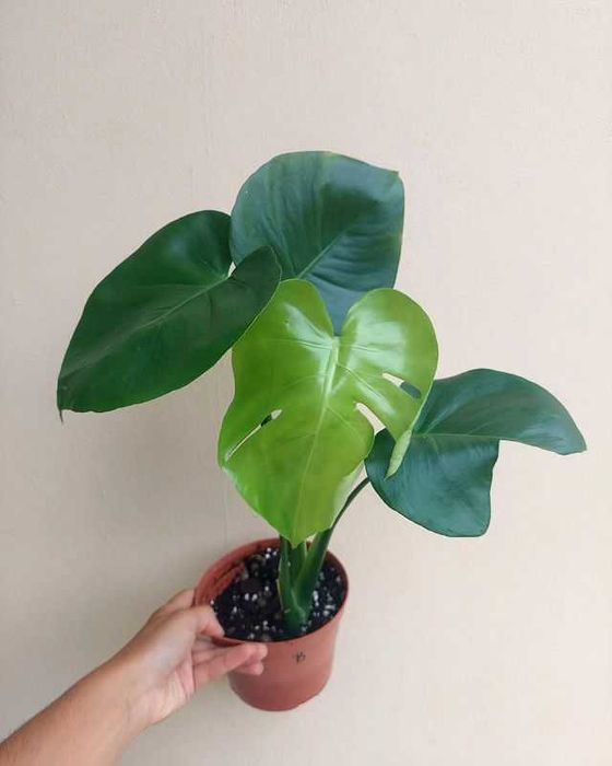 [Planta] Monstera deliciosa