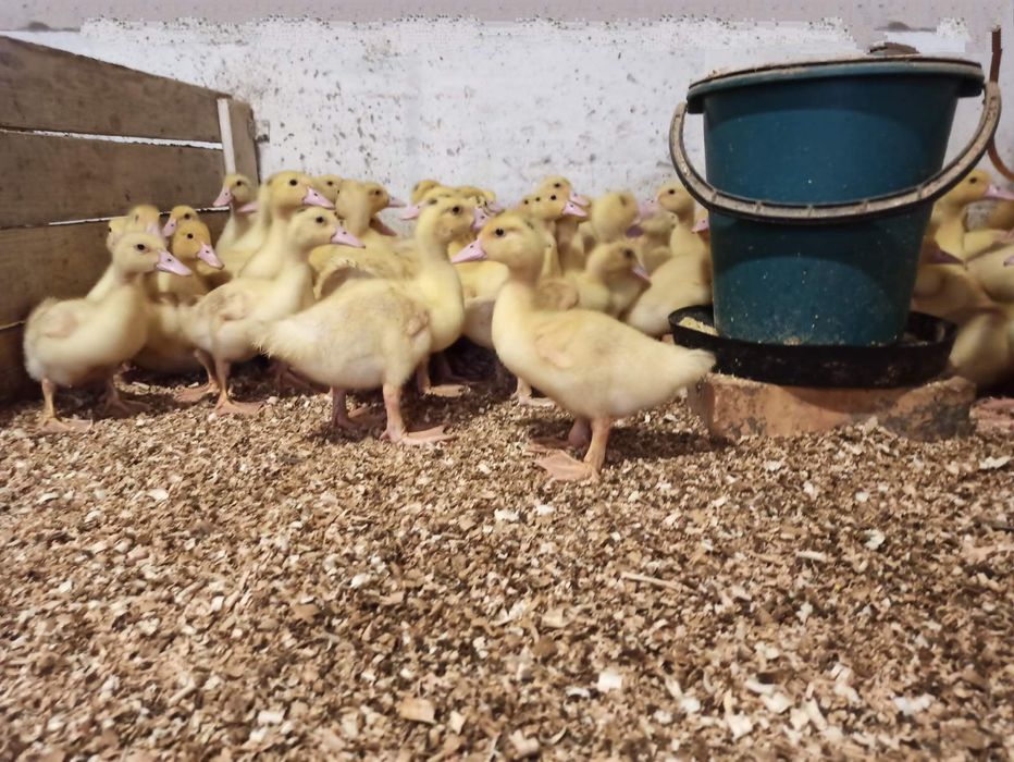 Качка утята добові та підрощені Стар53, Фаворит Пересічне