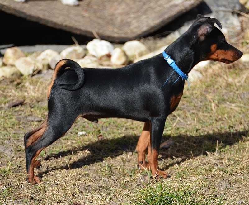 Pinczer miniaturowy ZKwP/FCI -piesek -przebadany! z paszportem EU