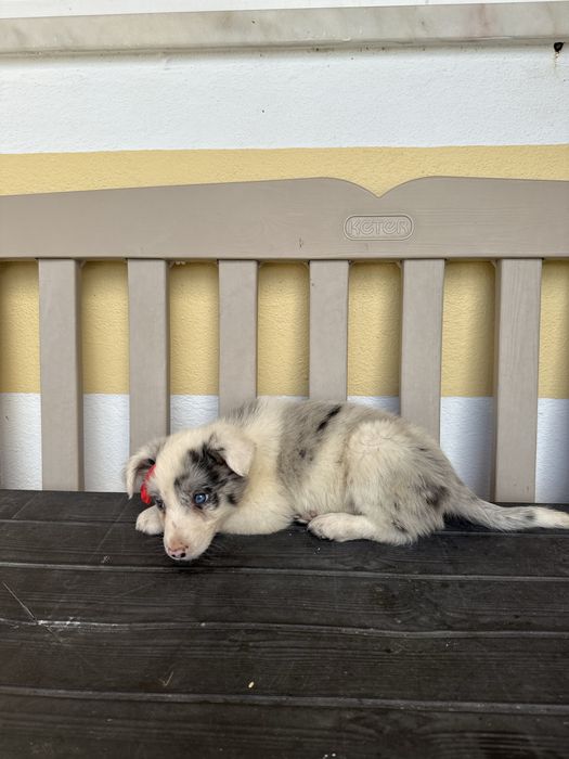 Border Collie Merle Femea com olhos azuis