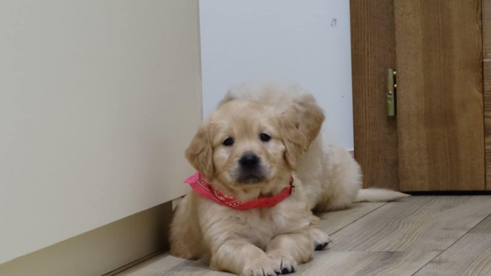Piesek rasy Golden retriever