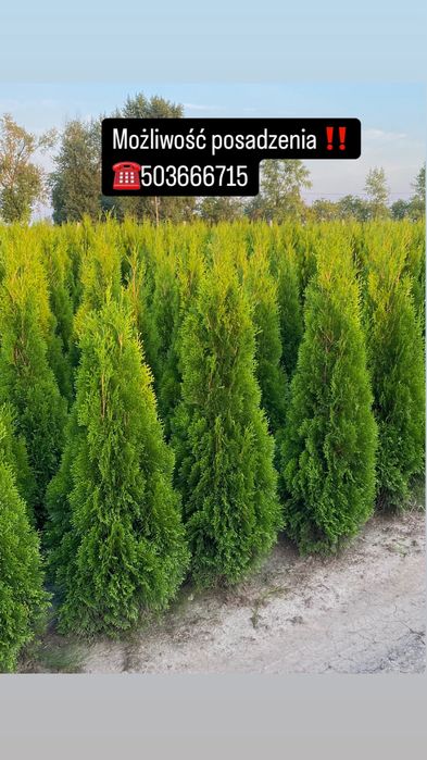Tuje Szmaragd 140-150 DOSTAWA ‼️ SADZENIE ‼️ Producent