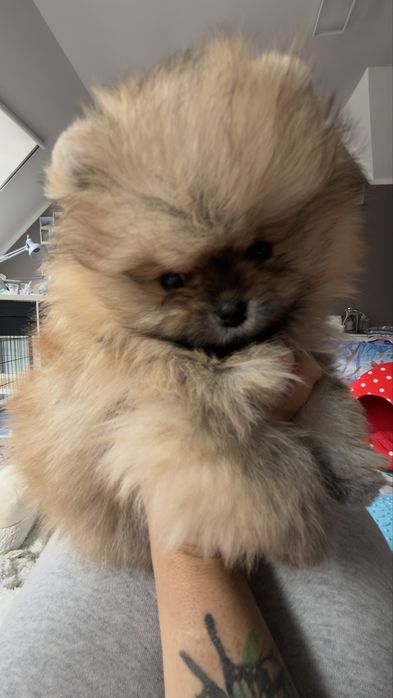 Piesek pomeranian